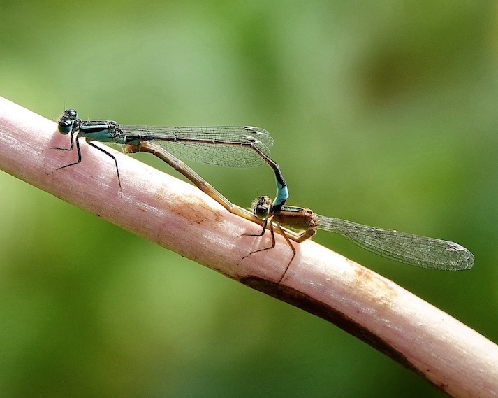 blue-tailed damselfly